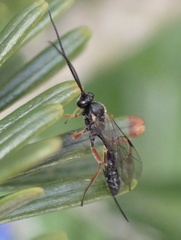 Limneriini