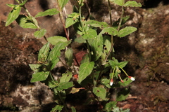 Epilobium amurense