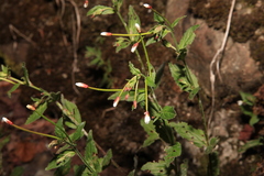 Epilobium amurense