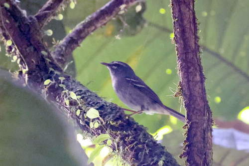 Plumbeous Warbler (Setophaga plumbea), photo 10