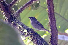 Setophaga plumbea