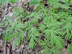 Dicentra