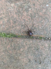Steatoda grossa