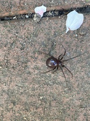Steatoda grossa