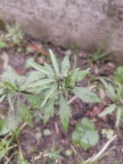 Ranunculus cassubicus