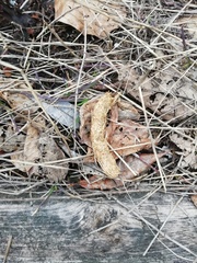 Tetrao urogallus