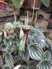 Peperomia argyreia