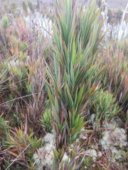Chusquea tessellata