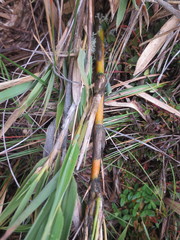 Chusquea tessellata