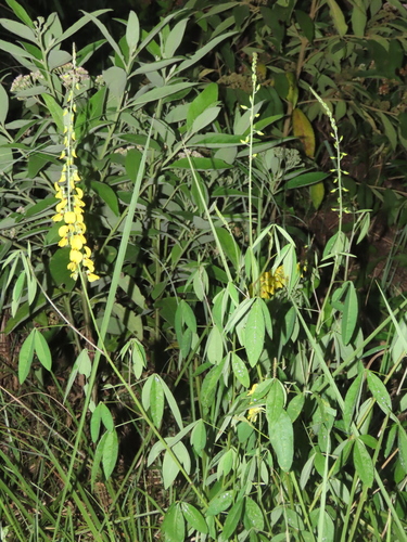 Image of Crotalaria trichotoma by (c) chiuluan, some rights reserved (CC BY)