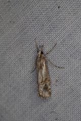 Hednota longipalpella