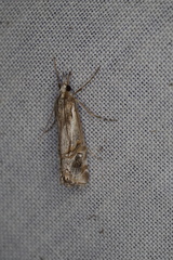 Hednota longipalpella