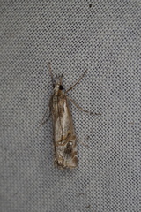 Hednota longipalpella