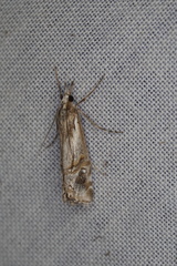 Hednota longipalpella