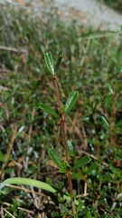 Ceanothus pumilus