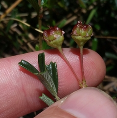 Ceanothus pumilus