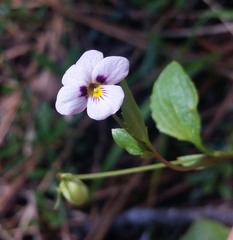 Viola cuneata