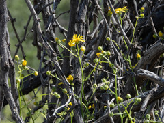 Senecio flaccidus monoensis