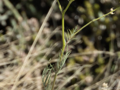Senecio flaccidus monoensis