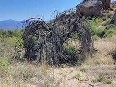 Senecio flaccidus monoensis
