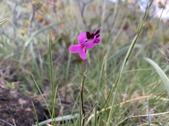 Arabis aculeolata
