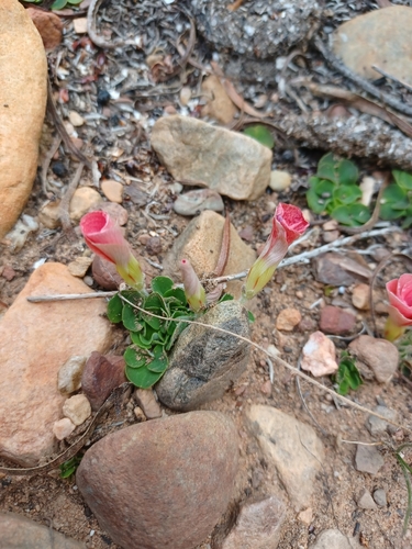 Image of Oxalis pulchella by (c) Danie Palm, some rights reserved (CC BY)