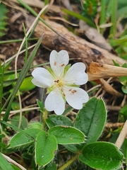 Potentilla montana