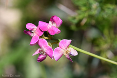 Dolichos hastiformis