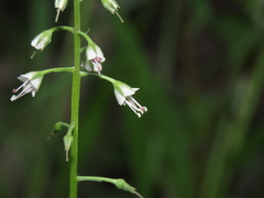Lysimachia decurrens