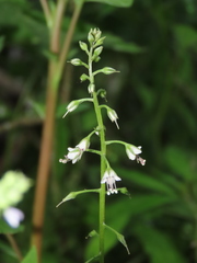 Lysimachia decurrens