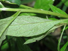 Lysimachia decurrens