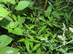 Lysimachia decurrens