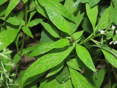 Lysimachia decurrens