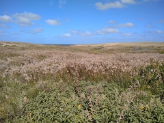 Androtrichum trigynum