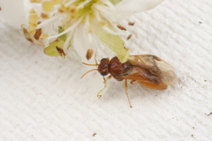 Hoplocampa