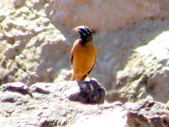 Emberiza tahapisi nivenorum
