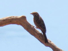Emberiza tahapisi nivenorum