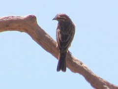 Emberiza tahapisi nivenorum