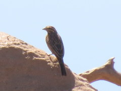 Emberiza tahapisi nivenorum