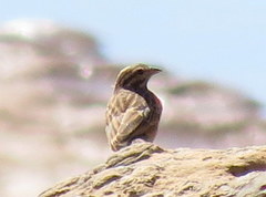 Emberiza tahapisi nivenorum