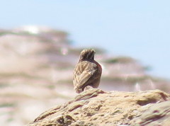 Emberiza tahapisi nivenorum