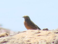 Emberiza tahapisi nivenorum