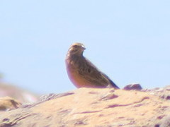 Emberiza tahapisi nivenorum