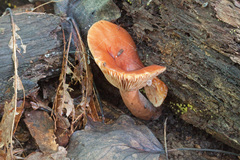 Lactarius mutabilis