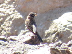 Emberiza tahapisi nivenorum