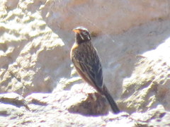 Emberiza tahapisi nivenorum