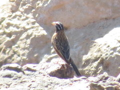 Emberiza tahapisi nivenorum