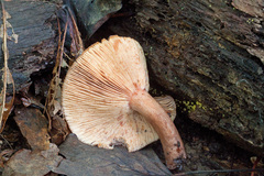 Lactarius mutabilis