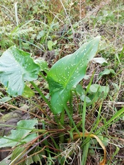 Zantedeschia albomaculata