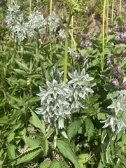 Ornithogalum nutans
